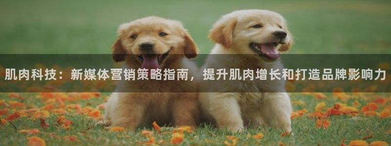 金年会体育app属于正规平台吗